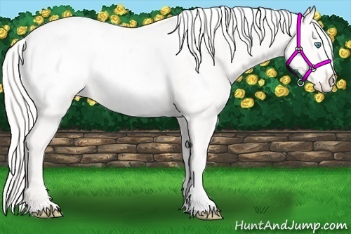 Horse Color:Cremello Appaloosa 