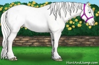 Horse Color:Cremello Appaloosa 