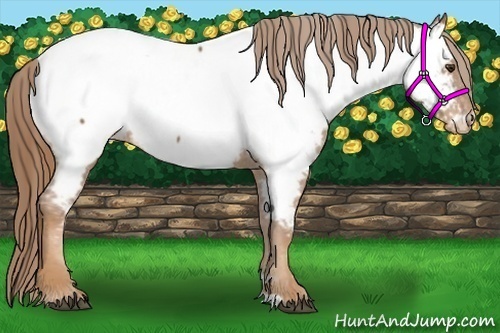 Horse Color:Chestnut Near Fewspot