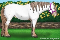 Horse Color:Chestnut Appaloosa