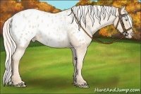Horse Color:Palomino Pearl Appaloosa 