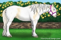 Horse Color:White Spotted Gold Cream Champagne Tobiano 