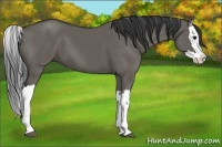 Horse Color:Grullo Splash