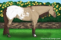 Horse Color:Bay Dun Snowcap 