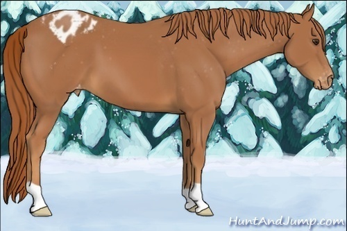 Horse Color:Chestnut Appaloosa 
