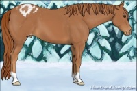 Horse Color:Chestnut Appaloosa 