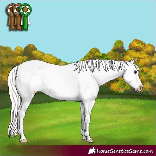Horse Color:Silver Bay Dun Appaloosa 
