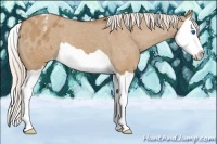 Horse Color:Silver Bay Dun Splash Appaloosa 