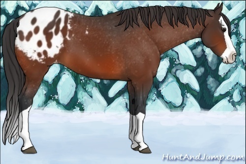 Horse Color:Bay Splash Appaloosa 