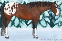 Horse Color:Bay Splash Appaloosa 