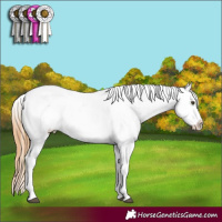 Horse Color:Chestnut Appaloosa 