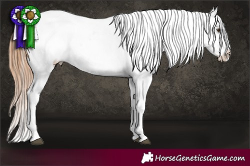 Horse Color:Chestnut Appaloosa 