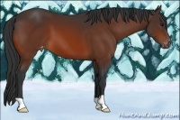 Horse Color:Bay Appaloosa 