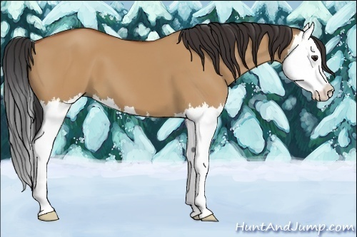 Horse Color:Bay Dun Splash 