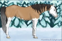 Horse Color:Bay Dun Splash 