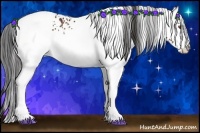 Horse Color:White Spotted Bay Rabicano