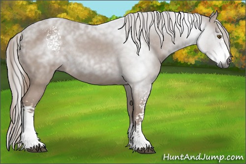 Horse Color:Gray White Spotted Chestnut Rabicano