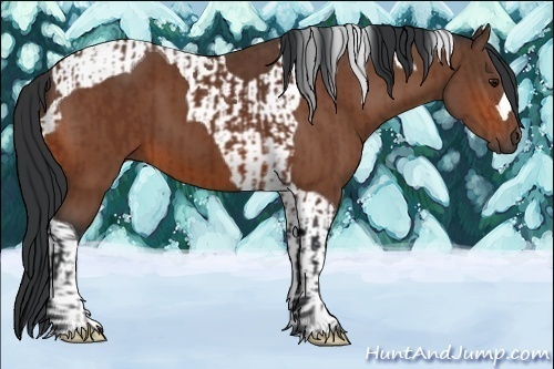 Horse Color:Bay and Bay Tobiano
