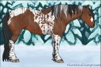 Horse Color:Bay and Bay Tobiano
