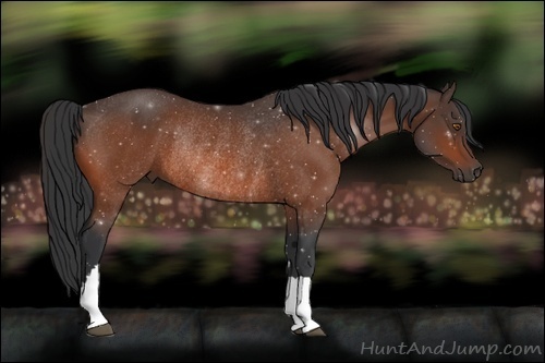 Horse Color:Bay Rabicano