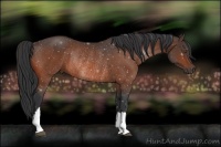 Horse Color:Bay Rabicano 