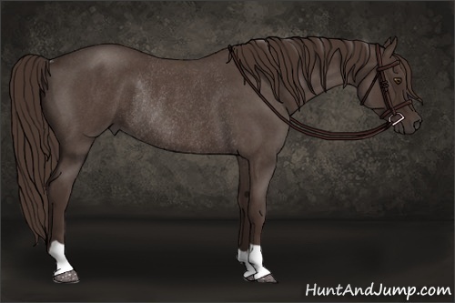 Horse Color:Liver Red Roan Rabicano