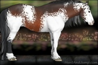 Horse Color:White Spotted Bay Rabicano