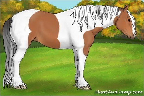Horse Color:Bay Tobiano