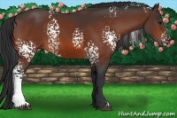 Horse Color:White Spotted Bay Rabicano