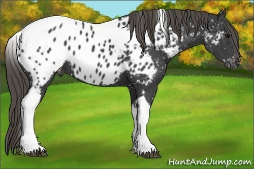 Horse Color:Smoky Black Tobiano Near Leopard