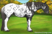 Horse Color:Smoky Black Tobiano Appaloosa 