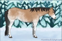 Horse Color:White Spotted Bay Dun