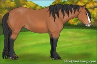 Horse Color:Bay Splash 