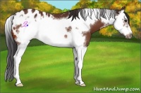 Horse Color:Bay Splash Frame Appaloosa 