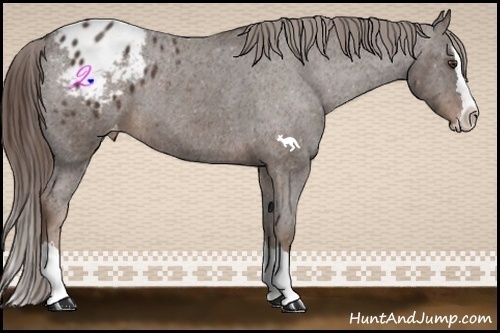 Horse Color:Liver Chestnut Sabino Splash Varnish 