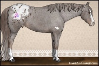 Horse Color:Liver Chestnut Sabino Splash Varnish 