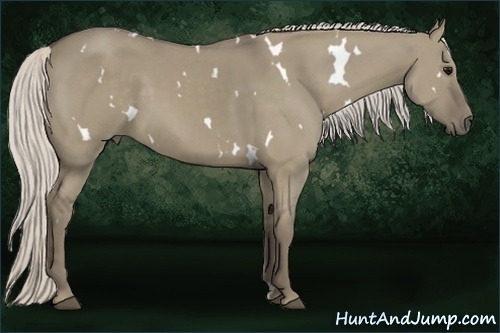 Horse Color:White Spotted Silver Smoky Grullo 