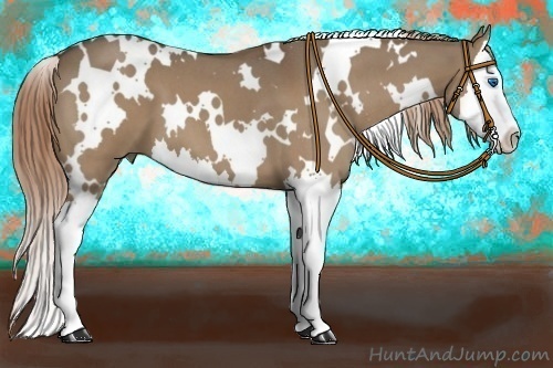 Horse Color:White Spotted Red Dun Roan Splash