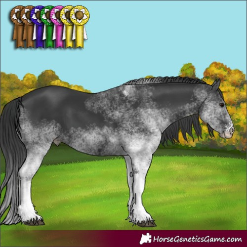 Horse Color:White Spotted Black 