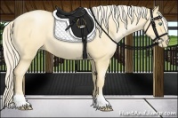 Horse Color:Gold Cream Champagne Pearl 