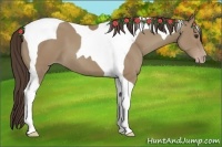 Horse Color:Classic Champagne Tobiano