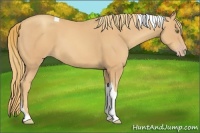Horse Color:Gold Champagne Tobiano