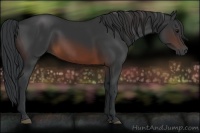Horse Color:Brown Rabicano and Brown Rabicano