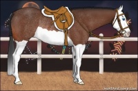 Horse Color:Bay Splash Rabicano 