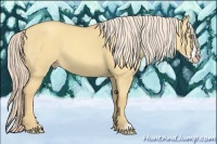 Horse Color:Gold Cream Champagne Dun Frame 