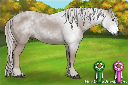 Horse Color:Gray Chestnut 