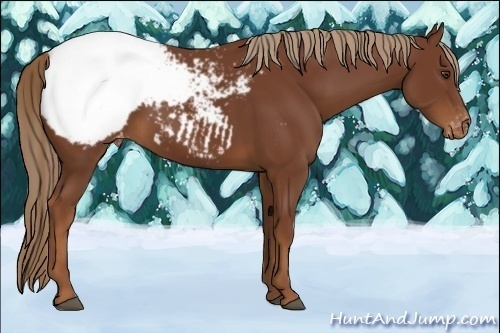 Horse Color:Chestnut Snowcap
