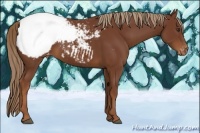 Horse Color:Chestnut Appaloosa