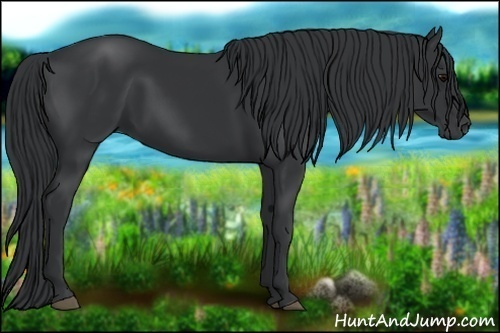 Horse Color:Black 
