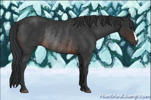 Horse Color:Brown Rabicano